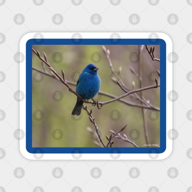 Indigo Bunting No.4 Magnet by MaryLinH