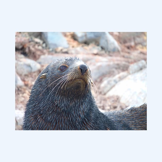 WISHING FUR SEAL by NATURE WILD