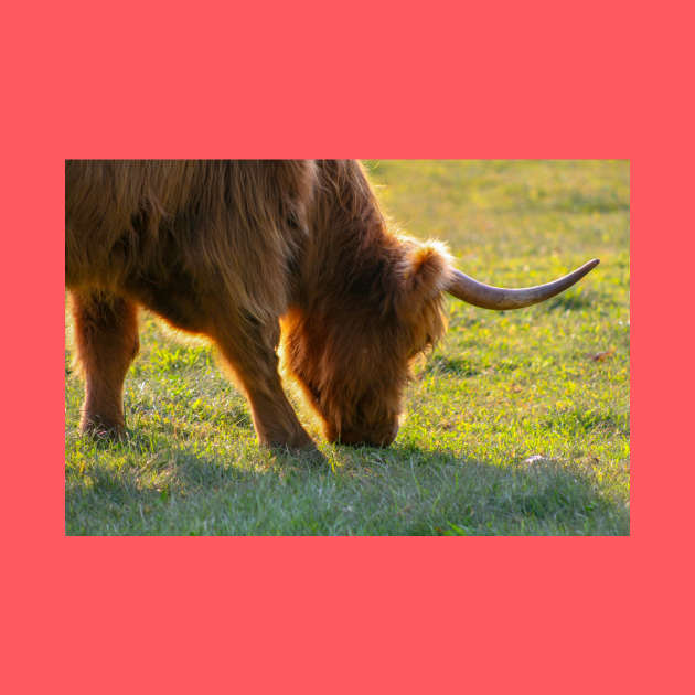 Longhorn Cattle by Rob Johnson Photography