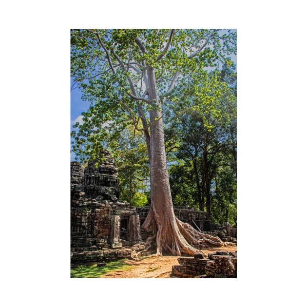 Giant Banyan Tree at Banteay Kdei by BrianPShaw