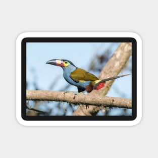 Plate-billed mountain toucan Magnet