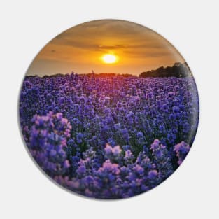 lavender field in sunset beams Pin