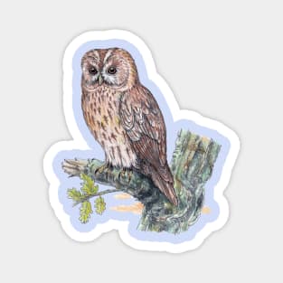 Tawny Owl Magnet