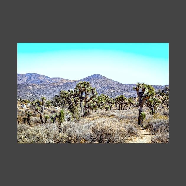 Joshua Tree National Park, California by Gestalt Imagery