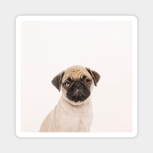 Puggly the Pug Dog Magnet