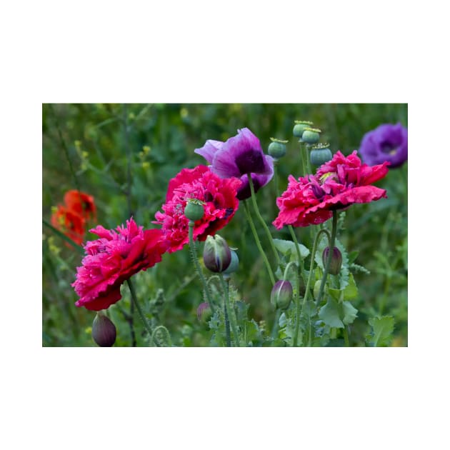 Colourful Poppies by Violaman