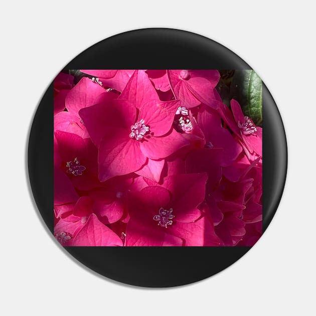 Perfect Pink Hydrangea in the Shadows. Pin by Photomersion