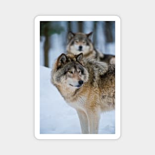 Gray Wolves Magnet