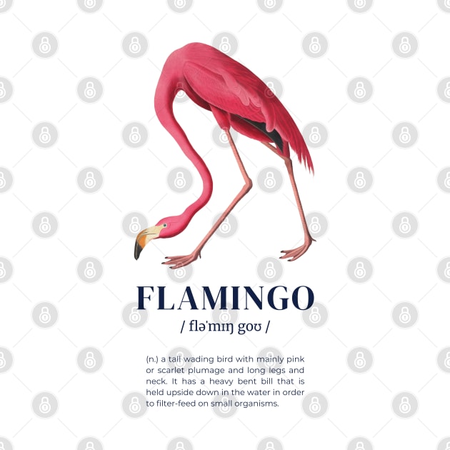 Flamingo - Animal Dictionary Definition by Millusti