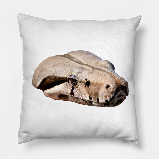 Boa Snake Head / Swiss Artwork Photography Pillow by RaphaelWolf