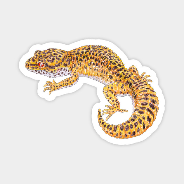 gecko magnet