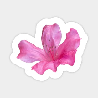 Azalea Flower Magnet