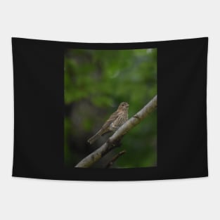 House Finch Fledgling Tapestry