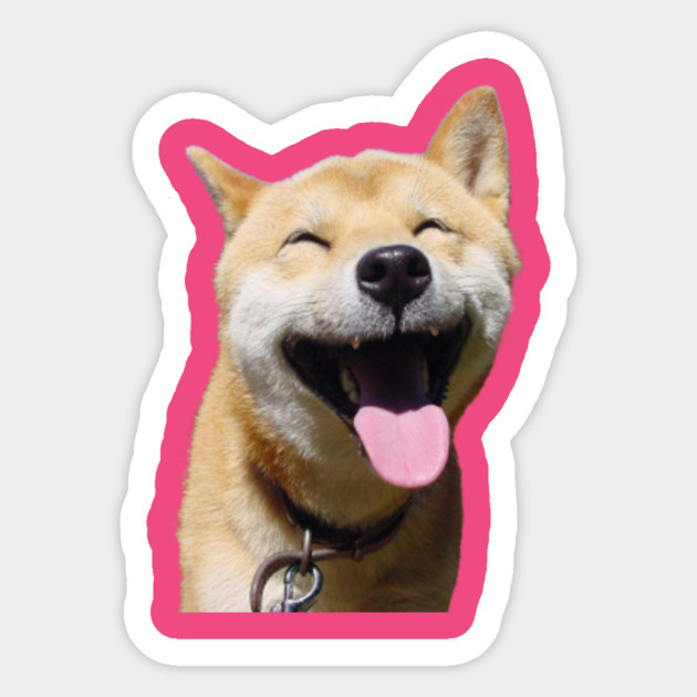 Shiba Inu Tongue Out
