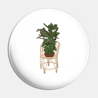 Calathea plant on a chair Pin