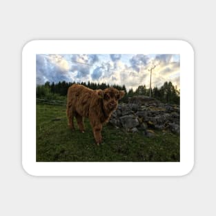 Scottish Highland Cattle Calf 1775 Magnet