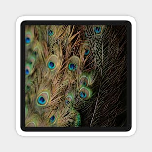 Peacock #1 Magnet