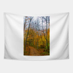 Wooden Pathway Through the Forest Tapestry