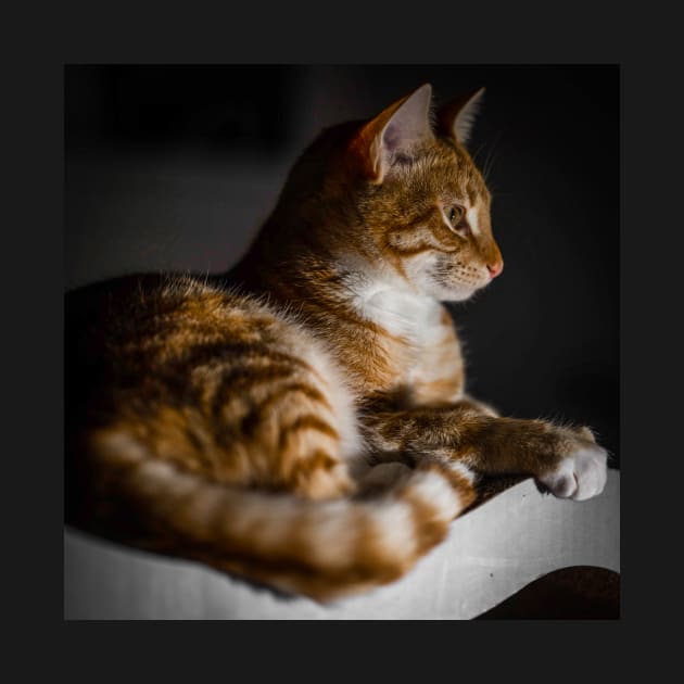 Weasley the ginger tabby by Sampson-et-al