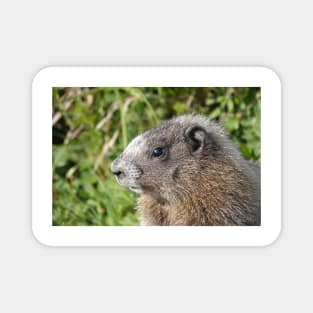 Young hoary marmot Magnet