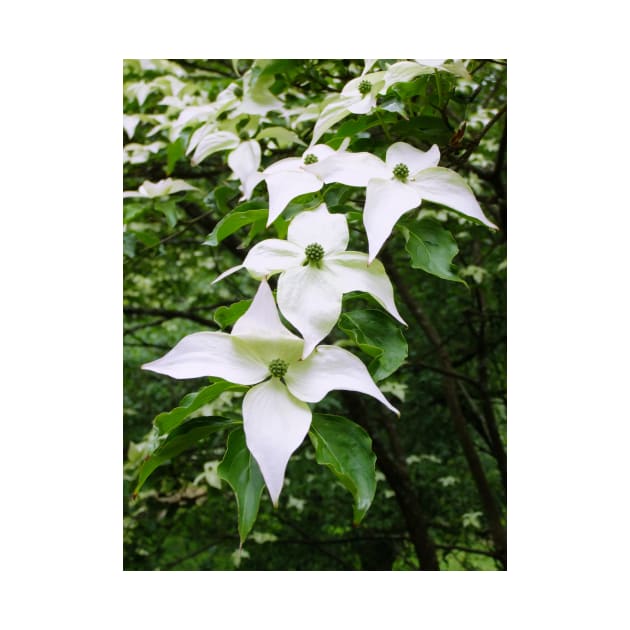 Pointed Dogwood Blossom by pinkal