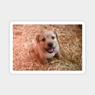 Labrador Puppies / Swiss Artwork Photography Magnet