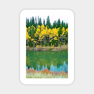 Colorado Aspens Study 35 Magnet