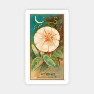 Moonflower (Ipomoea Bona Nox) Magnet