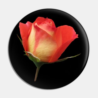 orange rose, roses, flower, flowers, bloom Pin