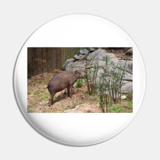 Babirusa Pin