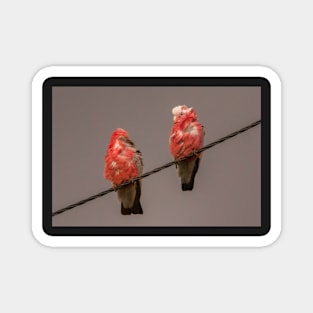 Birds on a Wire Magnet