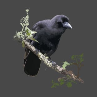 Hawaiian Crow or ‘Alalā T-Shirt