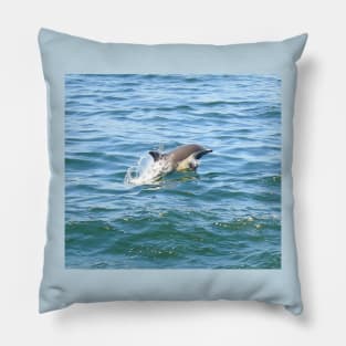 Marine Life, Striped Dolphin, Pacific Ocean, California Pillow