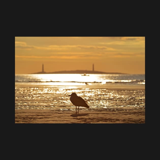 Seagull admiring Thacher Island Gloucester MA Good Harbor Beach by WayneOxfordPh