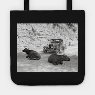 Cows Blocking Road, 1940. Vintage Photo Tote