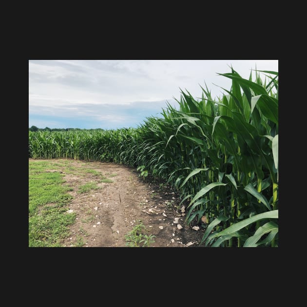 Iowa Cornfields Early Summer by offdutyplaces