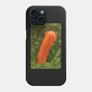 Heath Banksia ... Banksia ericifolia Phone Case