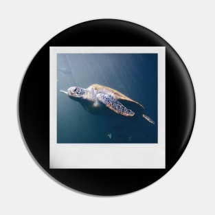 Turtle Cute Underwater Photograph Summer Beach Vibes I Like Turtles Turtle LOVE Pin