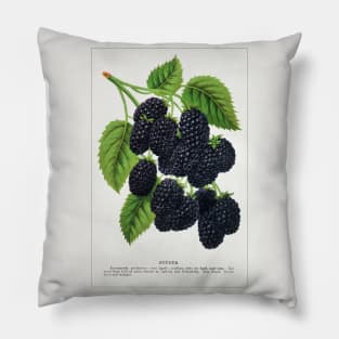 Snyder Blackberry Lithograph (1900) Pillow