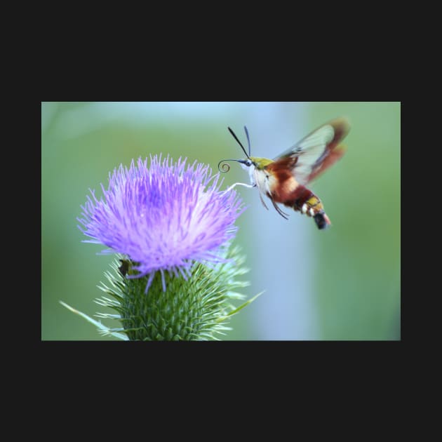 Hummingbird Clearwing Moth by LaurieMinor