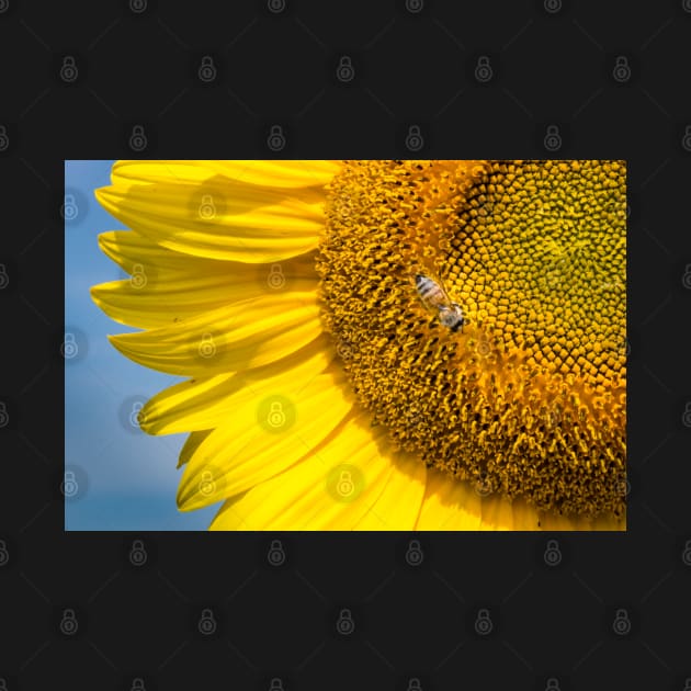 Sunflower With Bee 4 by Robert Alsop