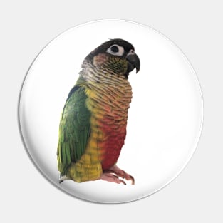 Green Cheek Conure Parrot Bird design | Green cheek | Love for birds Pin