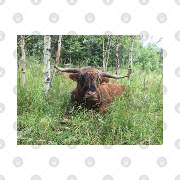 Scottish Highland Cattle Bull 1465 by SaarelaHighland