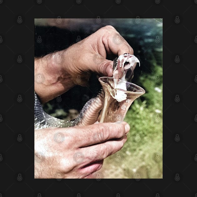 colorized vintage photo of snake venom extraction by In Memory of Jerry Frank