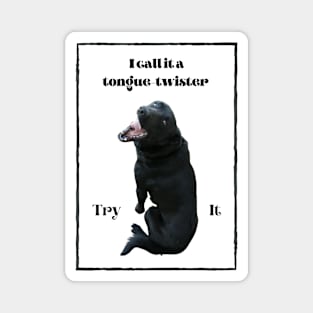 I call it a tongue-twister - Try it - black dog Magnet