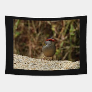 Red-browed Finch at Norton Summit Tapestry