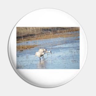 Sandhill Cranes Wading thru Malheur NWR Pin