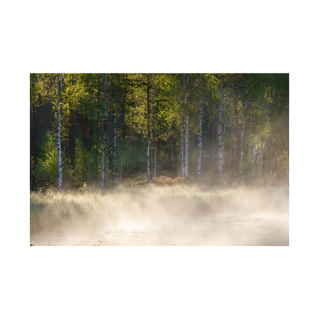 Small forest pond at sunrise by Juhku