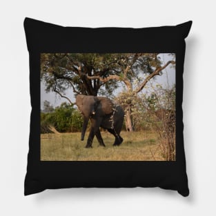 Young African Bull Elephant Pillow