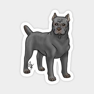 Dog - Cane Corso - Cropped Gray Magnet